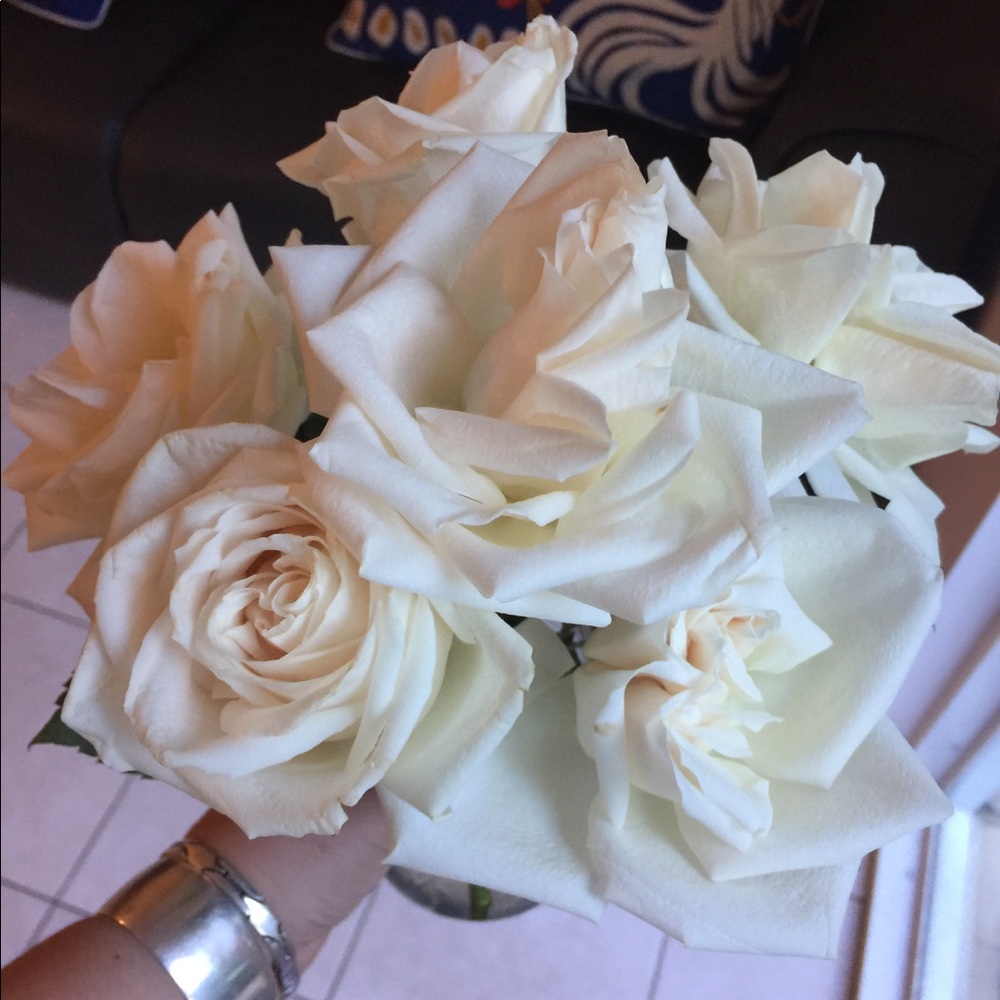 Meet your Posher, Frankie